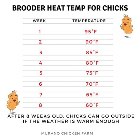 Chick Brooder Heat Temperature Chart For The First 8 Weeks Of Life A