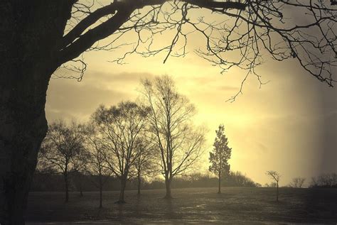 Free Images Tree Nature Branch Cloud Sun Fog Sunrise Sunset