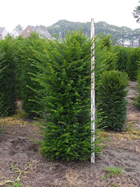 Taxus Baccata Heimische Eibe Cm Solit R Mit Drahtballierung