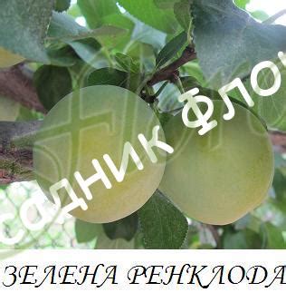 Слива "Зелена ренклода" - Флоров