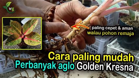 Cara Perbanyak Aglonema Golden Kresna Rahasia Para Petani YouTube