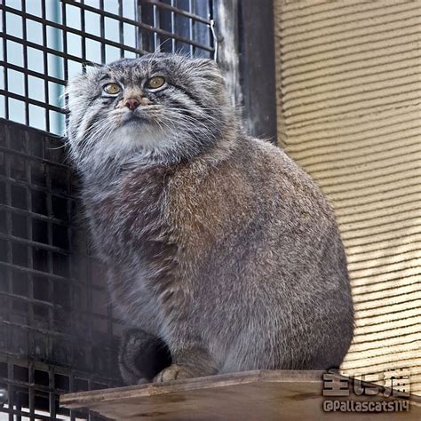 主に猫 On Instagram “follow Me 🙏 Pallascats114 🙏 旭山動物園 グルーシャ マヌルネコ