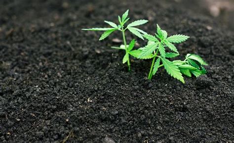 Recommendations for the Best Potting Soil for Marijuana | Leafbuyer