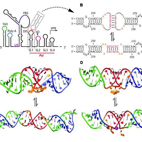 Schematic Overview Of The Role Of Rna Dimerization In The Retroviral