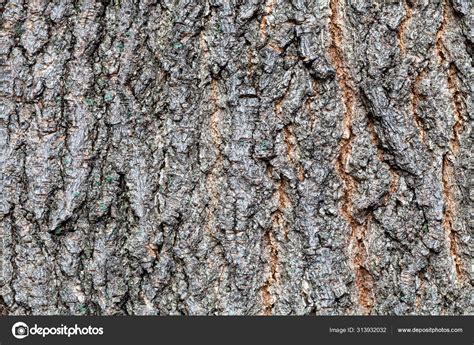 Ясень дерево кора (Много фото) - treepics.ru