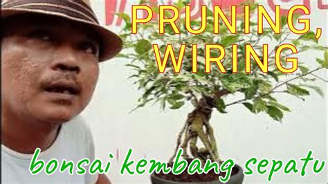 Bonsai Kembang Sepatu Proses Pruning Dan Wiring Youtube