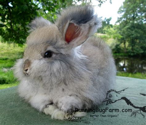 English Angora Rabbits Running Bug Farm