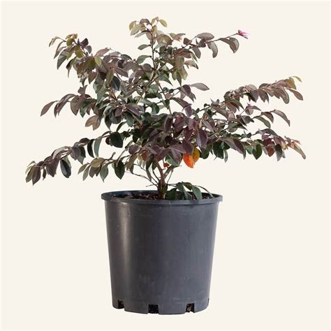 Our Plants Loropetalum Burgundy Instant Green Nursery Wholesale