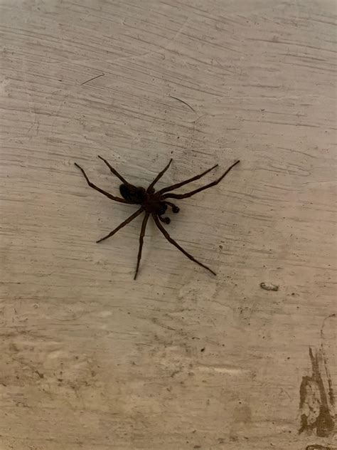 Large Black Spider Bro Southern Wisconsin Basement Anyone Rspiders