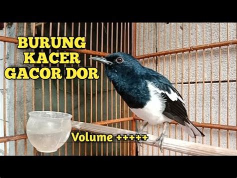 BURUNG KACER GACOR PARAH Volume Kacer Kicaumania Kacergacor