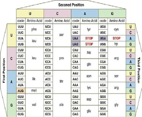 Which Amino Acid Chain Will Be Formed By The Codons Shown Below GGA AAG