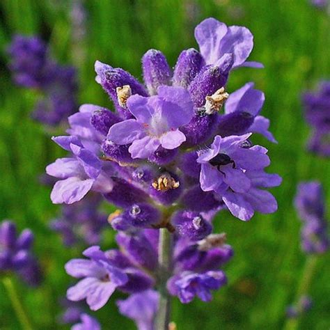 Lavandula Angustifolia Seeds Alsagarden