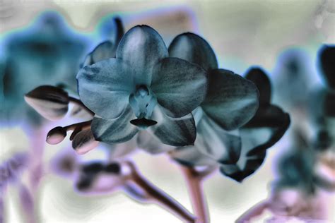 IMG 7413 IR Color Inverted Orchids New Hampshire Orchi Flickr