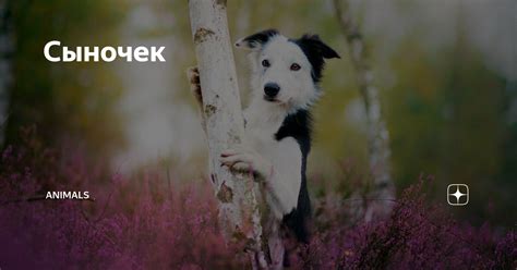 Сыночек | Animals | Дзен