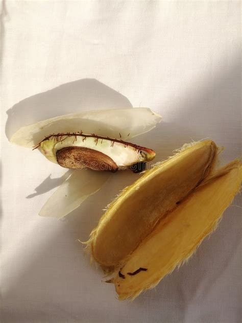 The Mango Seed And The Contents Inside It Of A Germinated Embryo During