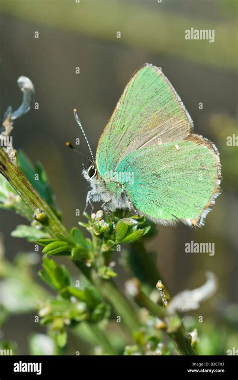 Green Hairstreak Butterfly Callophrys Rubi Grasse Alpes Maritimes