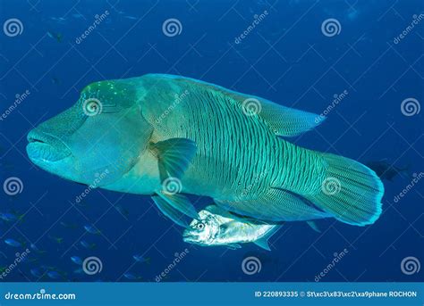 Humphead Wrasse Fish Stock Image Image Of Napoleon 220893335