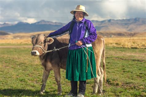 Agrobanco Entregó Más De S 900 Millones En Créditos A Pequeños Productores Agropecuarios