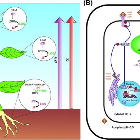 Cytokinin biosynthesis, transport, and homeostasis in plants. a Sites ...