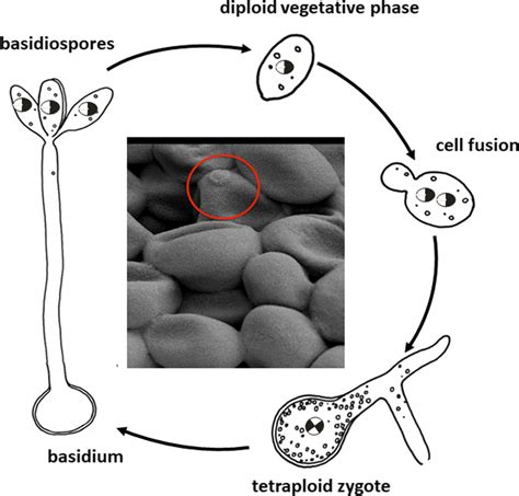 Sexual Cycle Of The Diploid And Homothallic Yeast Xanthophyllomyces Download Scientific Diagram