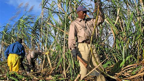 Brazil Ethanol Market Sugar Asia Magazine