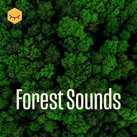 Forest Sounds For Sleep And Relaxation - MyRelaxation.Online