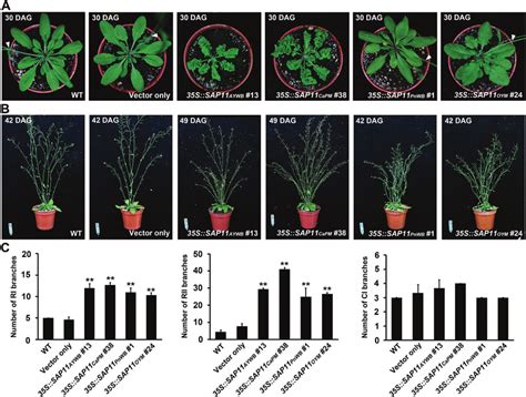 Phenotypic Comparison Of Rosette Leaves And Branching Shoots Of