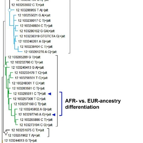 Phylogenetic Analysis Of The Pah Locus Using 1 Kg Whole Genome Download Scientific Diagram