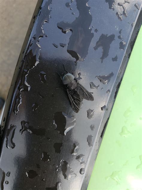 This Dickheaded Fly R Mildlypenis