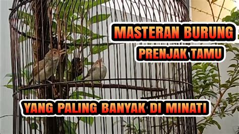 Burung Prenjak Atas Tamu Paud Gacor Cocok Buat Masteran Prenjak