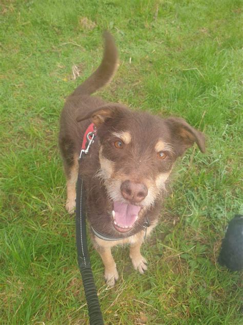 Lost Dog Found North Luffenham