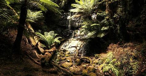 Tarra Bulga National Park Victoria Australia Temperate Rainforest