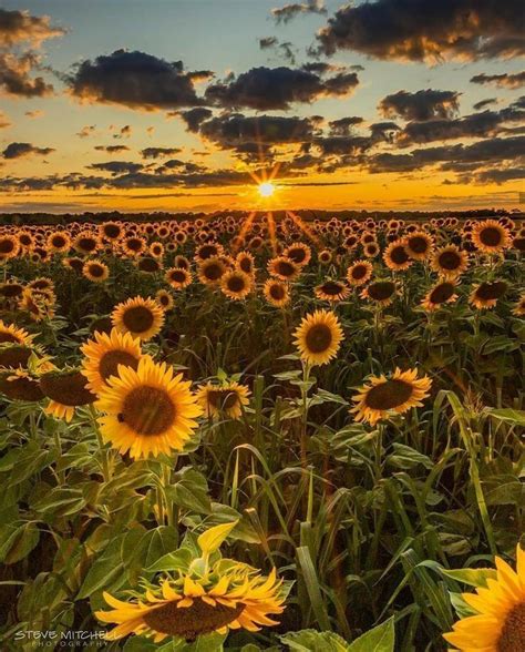 The Sun Is Setting Over A Large Field Of Sunflowers