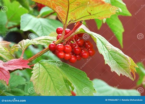 Manojos De Viburnum Con Las Hojas Rojas Imagen De Archivo Imagen De