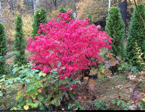 Trzmielina Oskrzydlona Compactus Euonymus Alatus Compactus