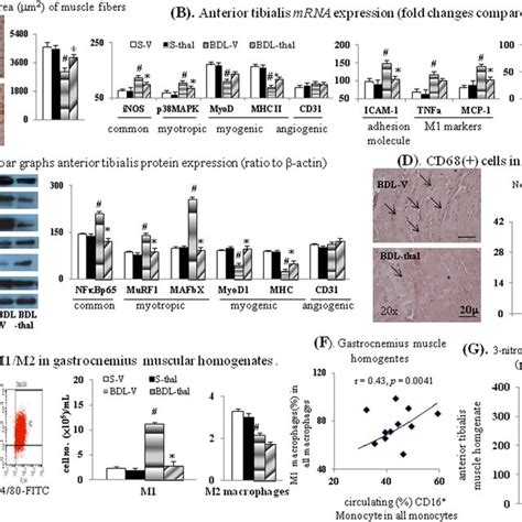 Effect Of Thalidomide Treatment On The Cirrhotic Muscles IHC Images