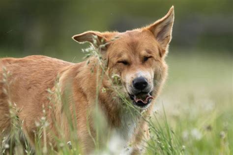 Mon chien a du mal à respirer pourquoi et que faire