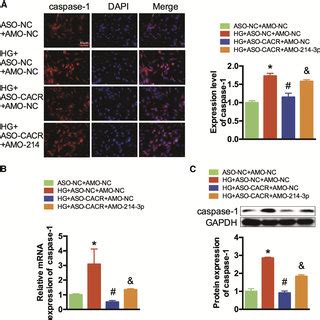 The CACR MiR 214 3p Pathway Regulates DNA Fracture In AC16 Cells A A