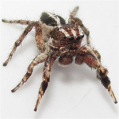 Habronattus Agilis BugGuide Net