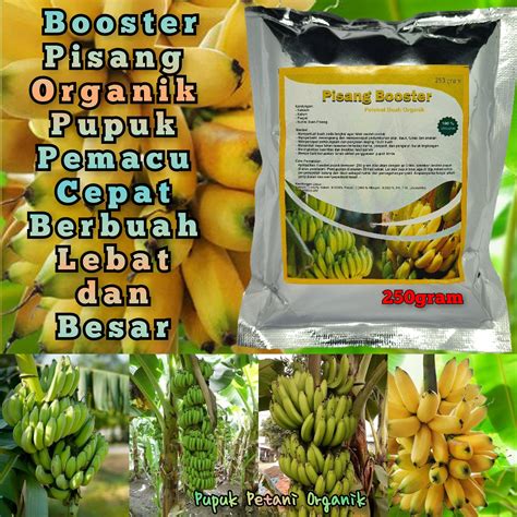 Pupuk Booster Pisang Cepat Berbuah Lebat Pupuk Pelebat Buah Pisang