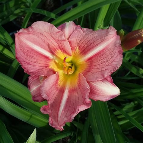 Hemerocallis Prairie Belle Van Berkum Nursery