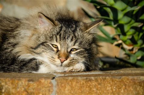 La Cara De Un Gato Acostado En Primer Plano Foto Premium