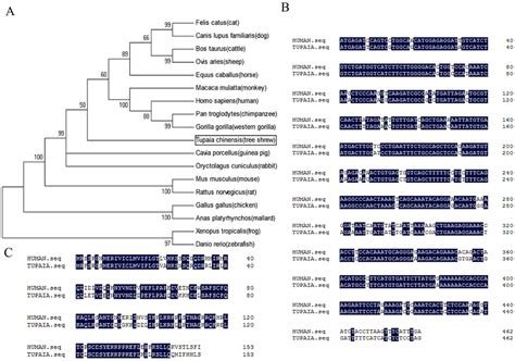 Homology Analysis Of The Il Gene A Phylogenetic Tree Of The Il