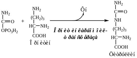 Орнитиновый цикл