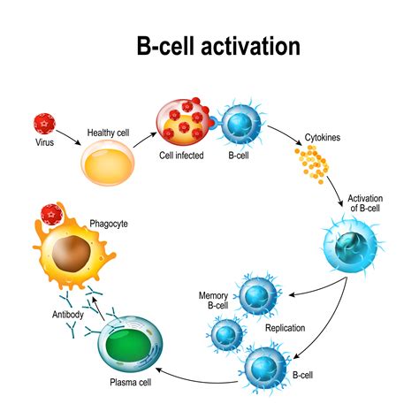 B Lymphocytes And T Lymphocytes