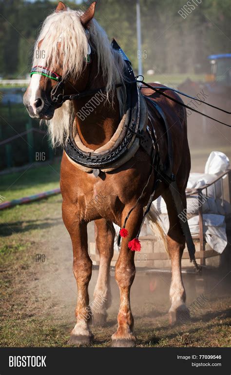 Draft Horse Harness Image & Photo (Free Trial) | Bigstock