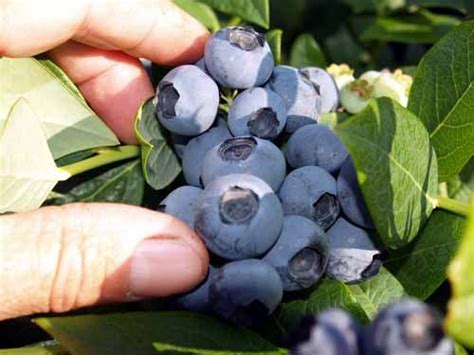 Oregon You Pick Blueberries Blueberry Farm Blueberry Farm