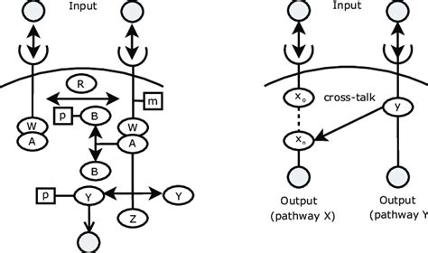 A: Schematic representation of bacterial chemotaxis signaling pathway ...