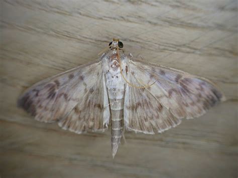 Mother Of Pearl From Millcroft Road Woolton Liverpool Merseyside