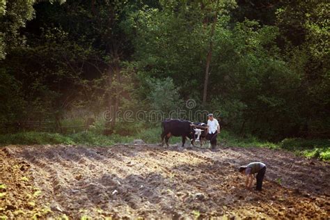 Landbouw En Ploegend Gebied Met Ossen Stock Foto Afbeelding Bestaande